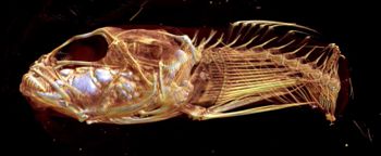 Media type: image;   Ichthyology 27957